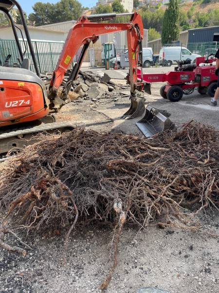 Arrachage de racines invasives sur parking par Réseau Tp