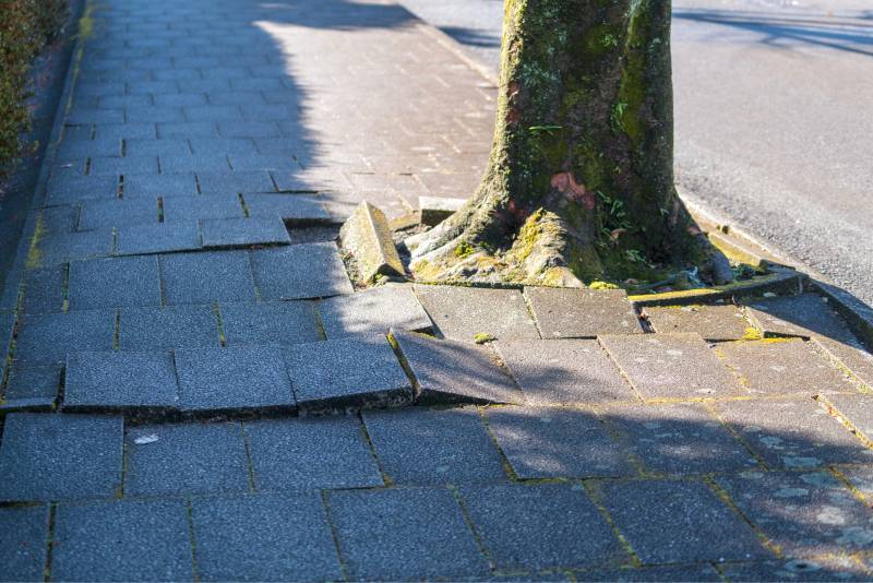 Racines soulevant les pavés d'un trottoir