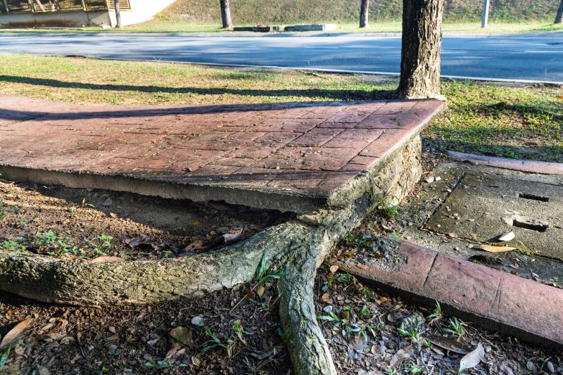 Racine d'arbres soulevant la chaussée